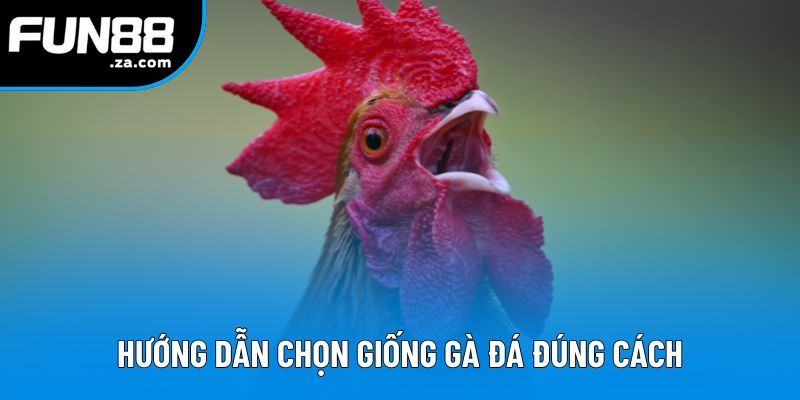 Hướng dẫn cách chọn giống gà đá đúng cách Hướng dẫn cách chọn giống gà đá đúng cách