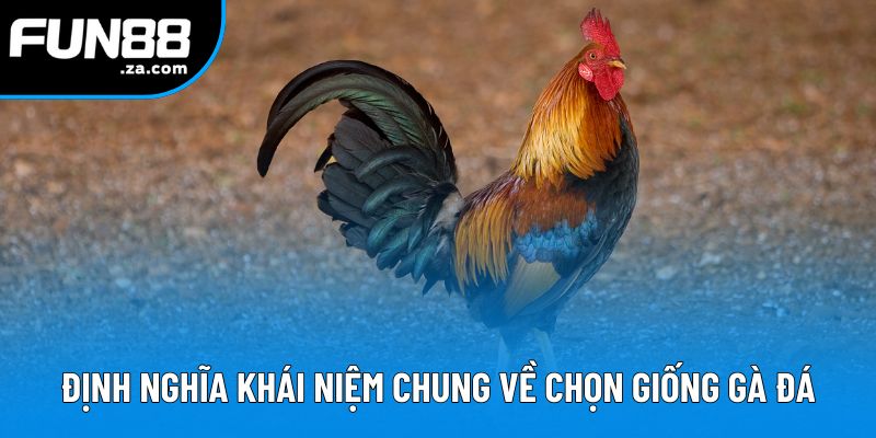 Định nghĩa khái niệm chung về cách chọn giống gà đá Định nghĩa khái niệm chung về cách chọn giống gà đá