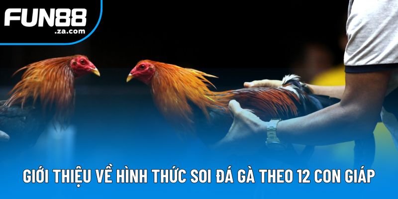 Giới thiệu về hình thức soi đá gà theo 12 con giáp Giới thiệu về hình thức soi đá gà theo 12 con giáp