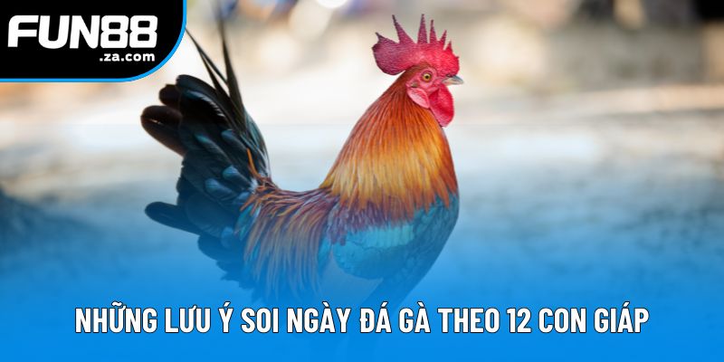 Những lưu ý khi thực hiện soi ngày đá gà theo 12 con giáp Những lưu ý khi thực hiện soi ngày đá gà theo 12 con giáp