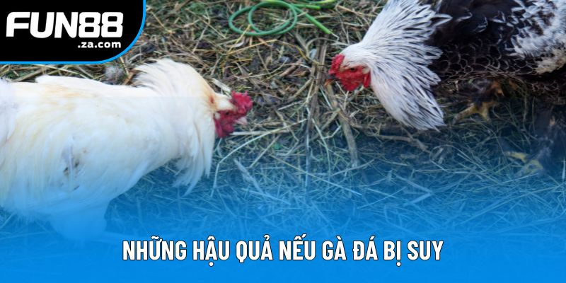 Những hậu quả nếu gà đá bị suy Những hậu quả nếu gà đá bị suy