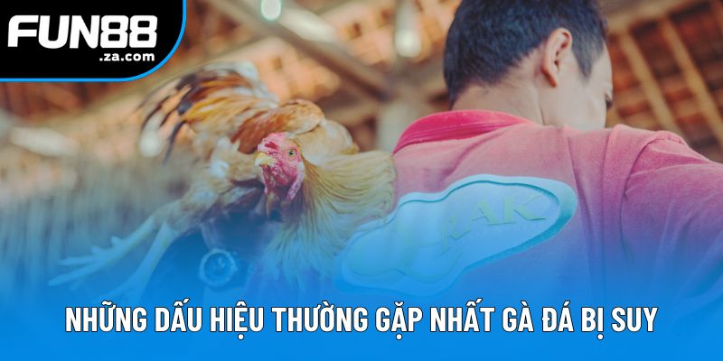 Những dấu hiệu thường gặp nhất trong gà đá bị suy Những dấu hiệu thường gặp nhất trong gà đá bị suy