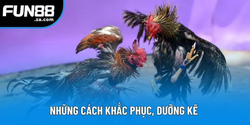 Những cách khắc phục, dưỡng kê trước khi ra chiến trận Những cách khắc phục, dưỡng kê trước khi ra chiến trận