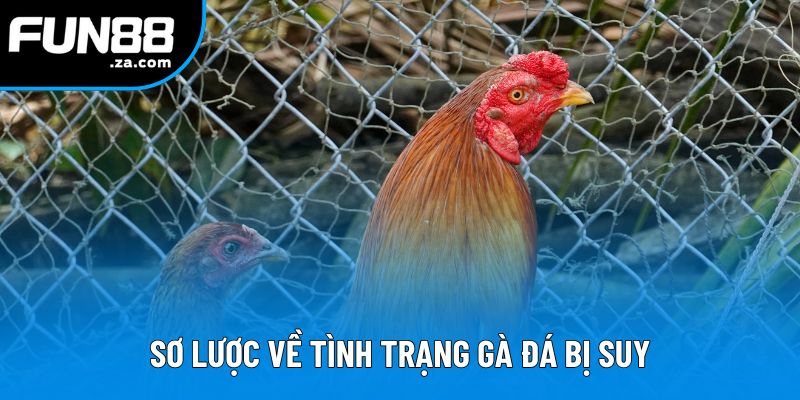 Sơ lược về tình trạng gà đá bị suy Sơ lược về tình trạng gà đá bị suy